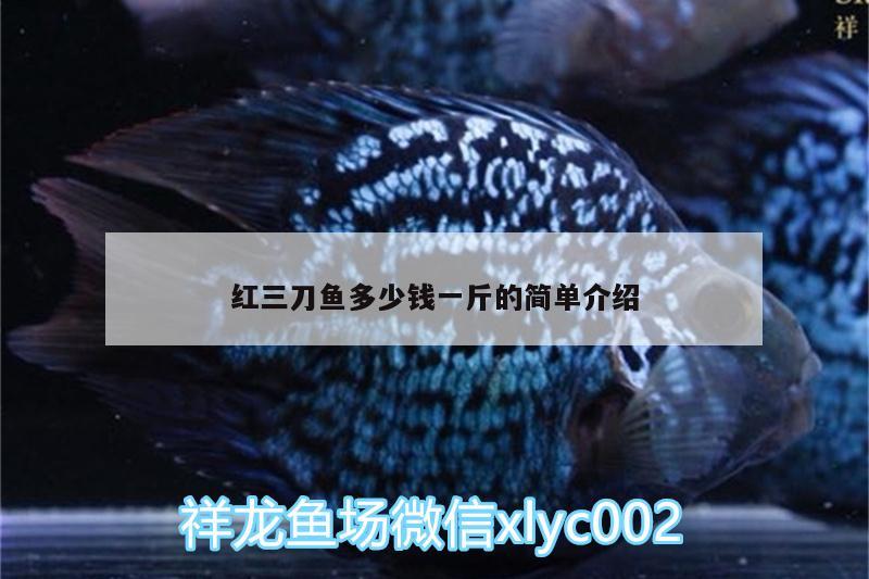 红三刀鱼多少钱一斤的简单介绍 蝴蝶鲤 第2张