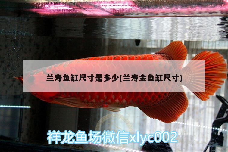 兰寿鱼缸尺寸是多少(兰寿金鱼缸尺寸) 银龙鱼苗 第2张