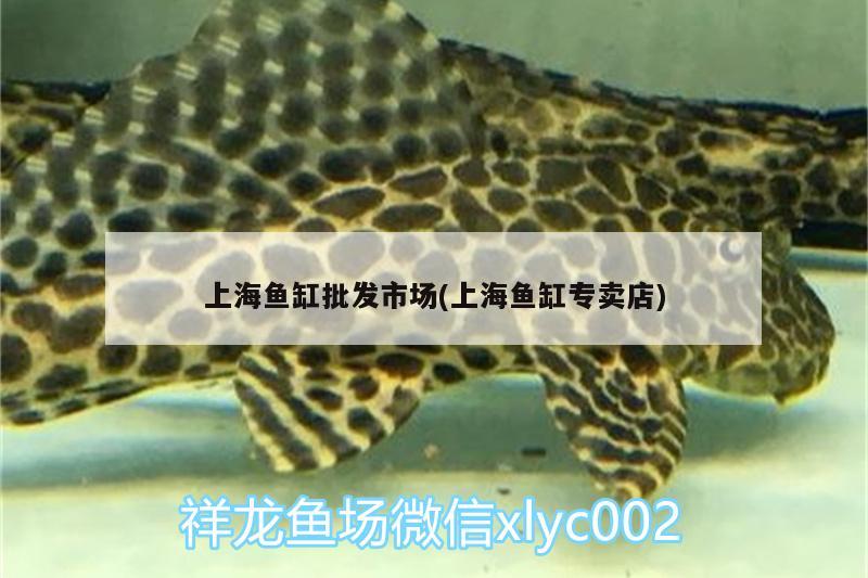 上海鱼缸批发市场(上海鱼缸专卖店) BD魟鱼