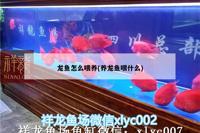 龙鱼怎么喂养(养龙鱼喂什么) 广州水族批发市场