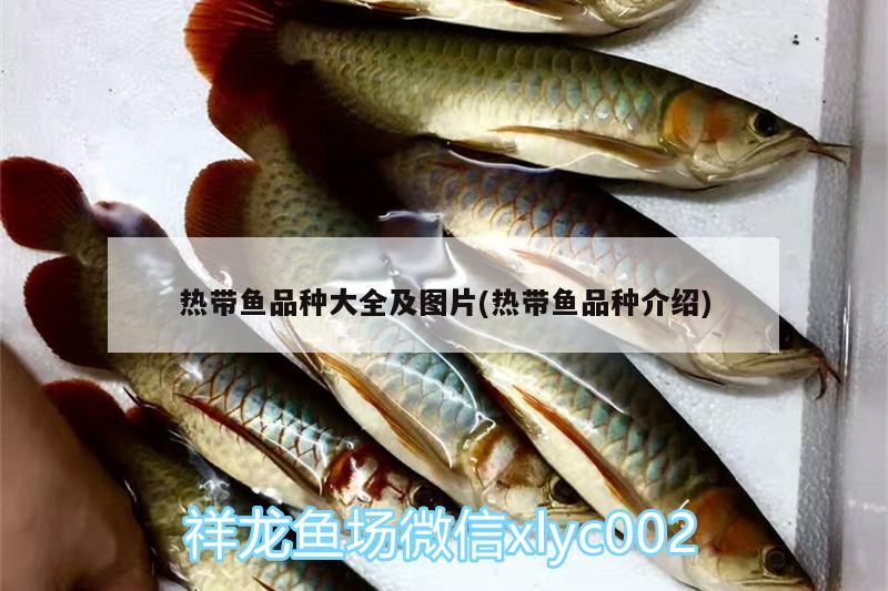 热带鱼品种大全及图片(热带鱼品种介绍) 祥龙金禾金龙鱼