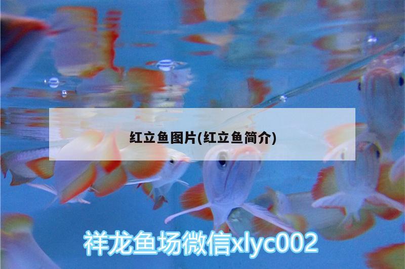 红立鱼图片(红立鱼简介) 龙鱼芯片扫码器
