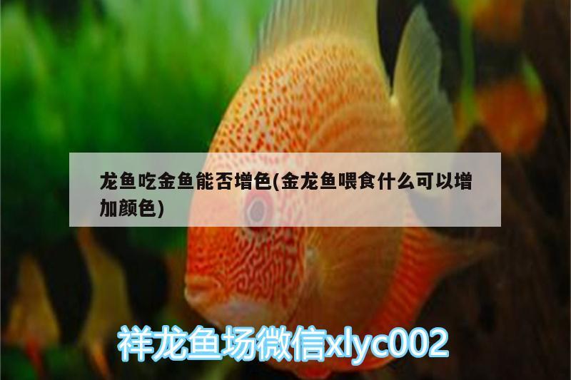 龙鱼吃金鱼能否增色(金龙鱼喂食什么可以增加颜色) 大湖红龙鱼