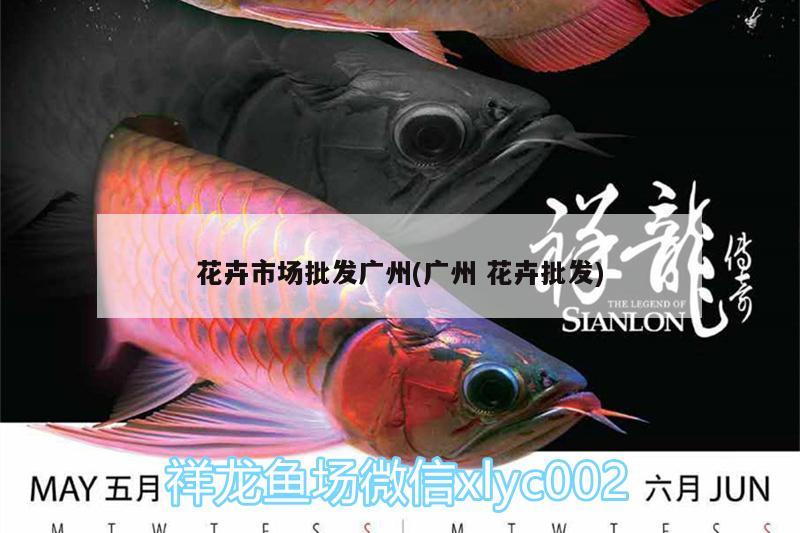 花卉市场批发广州(广州花卉批发) 红眼黄化幽灵火箭鱼|皇家火箭鱼