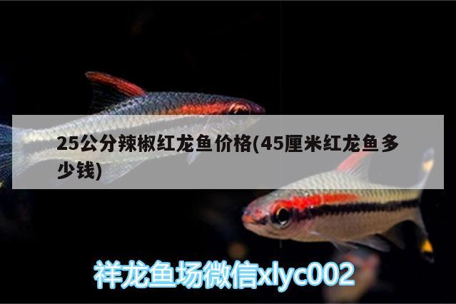 25公分辣椒红龙鱼价格(45厘米红龙鱼多少钱) 麦肯斯银版鱼