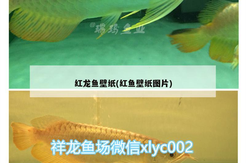 红龙鱼壁纸(红鱼壁纸图片) 赤荔凤冠鱼