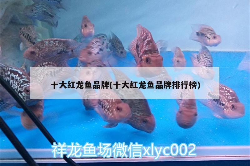 十大红龙鱼品牌(十大红龙鱼品牌排行榜)