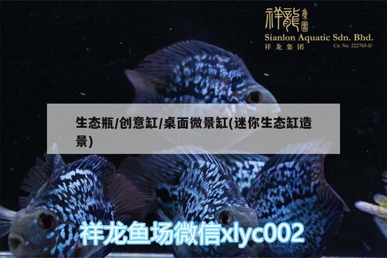 生态瓶/创意缸/桌面微景缸(迷你生态缸造景) 广州水族器材滤材批发市场