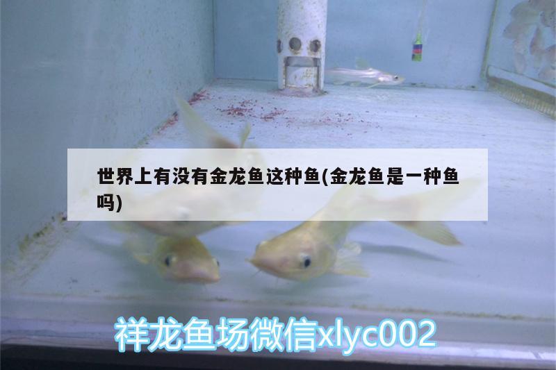 世界上有没有金龙鱼这种鱼(金龙鱼是一种鱼吗) 广州水族批发市场