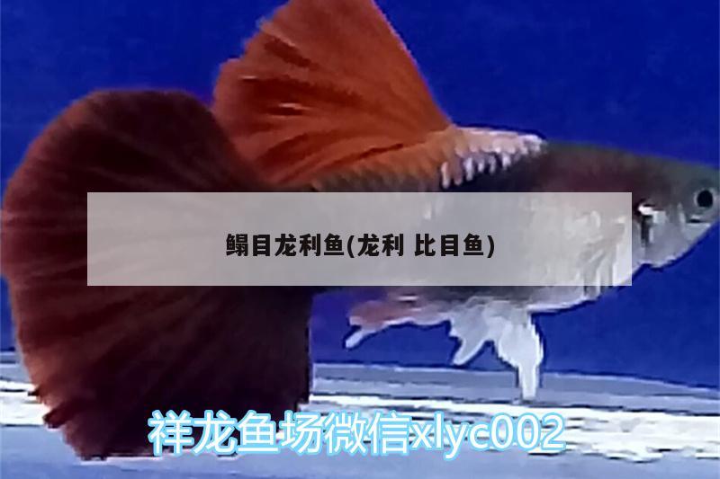 鳎目龙利鱼(龙利比目鱼) 泰庞海鲢鱼
