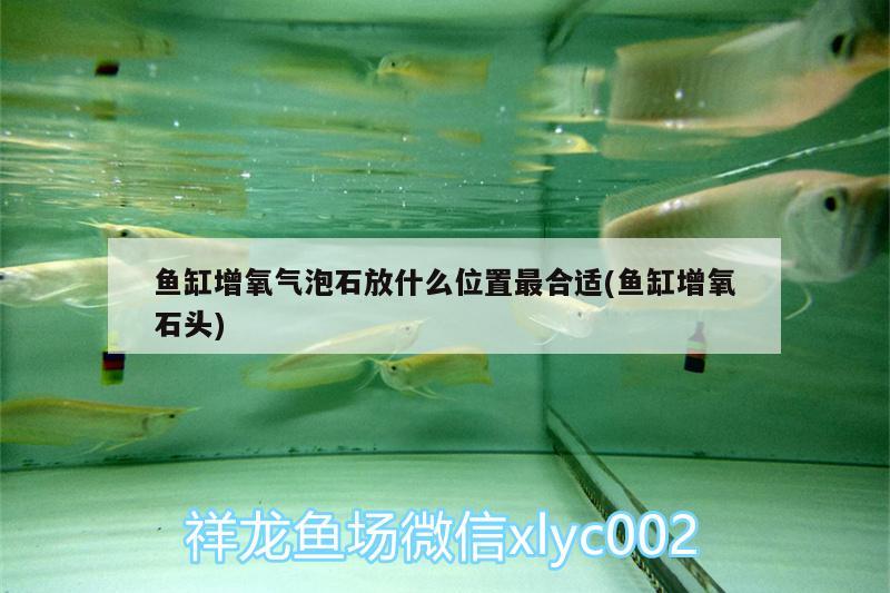 鱼缸增氧气泡石放什么位置最合适(鱼缸增氧石头) 青龙鱼