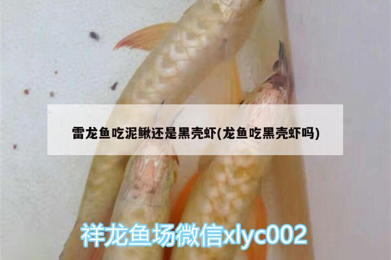 雷龙鱼吃泥鳅还是黑壳虾(龙鱼吃黑壳虾吗) 马拉莫宝石鱼
