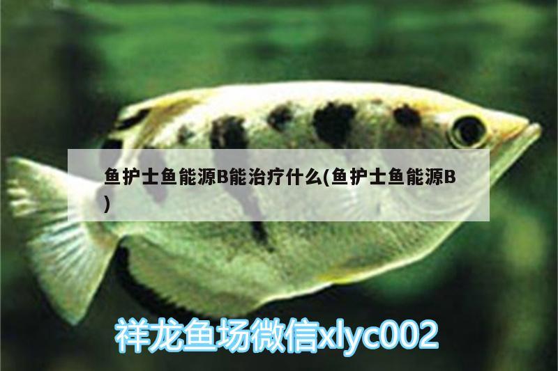 鱼护士鱼能源B能治疗什么(鱼护士鱼能源B)