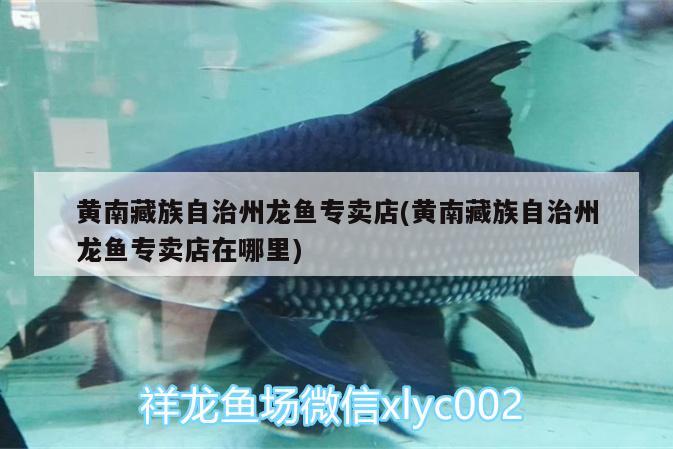 黄南藏族自治州龙鱼专卖店(黄南藏族自治州龙鱼专卖店在哪里) 二氧化碳设备