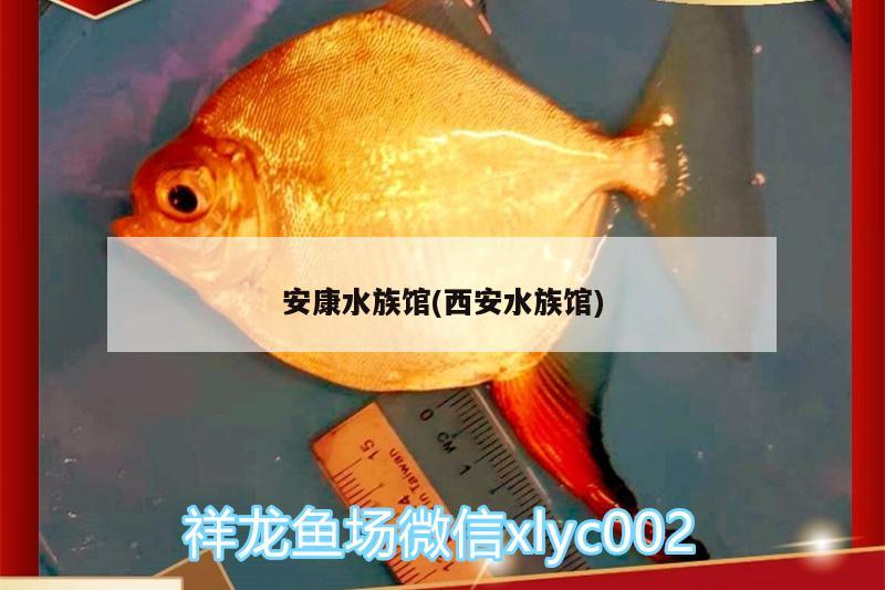 安康水族馆(西安水族馆) 红龙专用鱼粮饲料