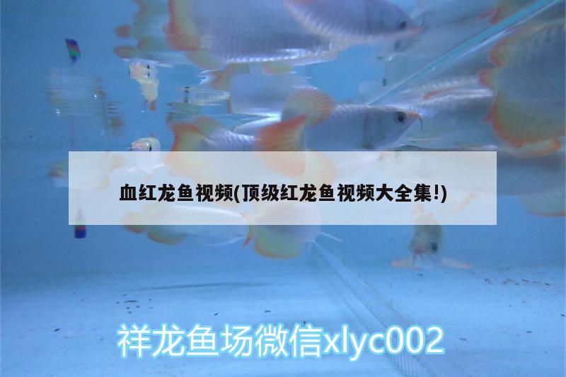 血红龙鱼视频(顶级红龙鱼视频大全集!) 祥龙超血红龙鱼
