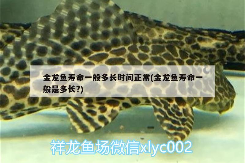 金龙鱼寿命一般多长时间正常(金龙鱼寿命一般是多长?) 白子黄化银龙鱼