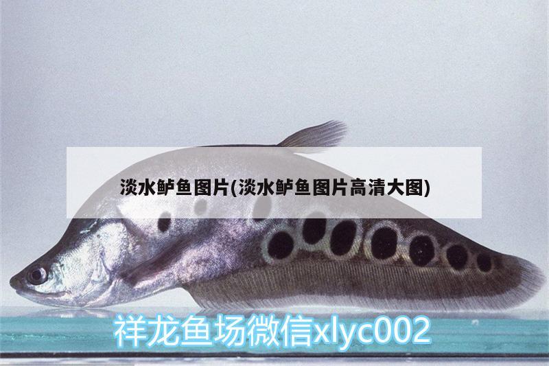淡水鲈鱼图片(淡水鲈鱼图片高清大图) 梦幻雷龙鱼
