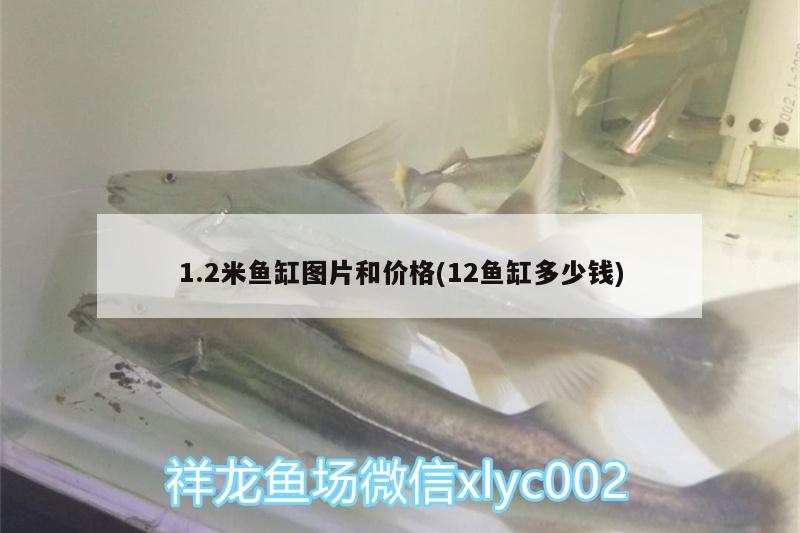 1.2米鱼缸图片和价格(12鱼缸多少钱) 鸭嘴鲨鱼