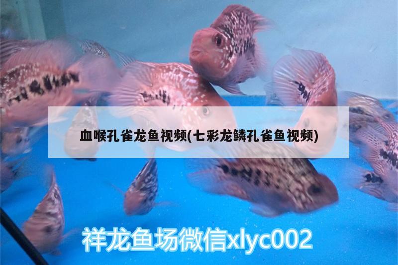 血喉孔雀龙鱼视频(七彩龙鳞孔雀鱼视频)