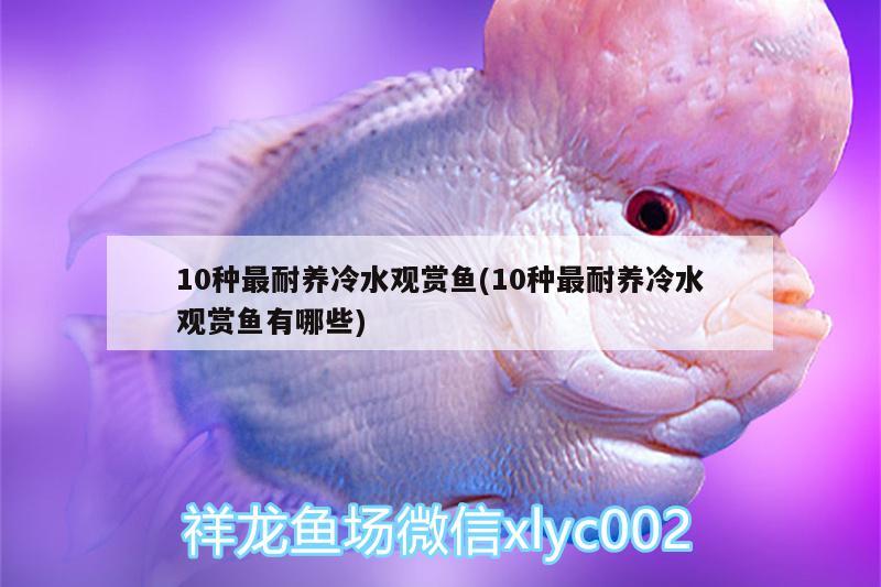 10种最耐养冷水观赏鱼(10种最耐养冷水观赏鱼有哪些) 玫瑰银版鱼