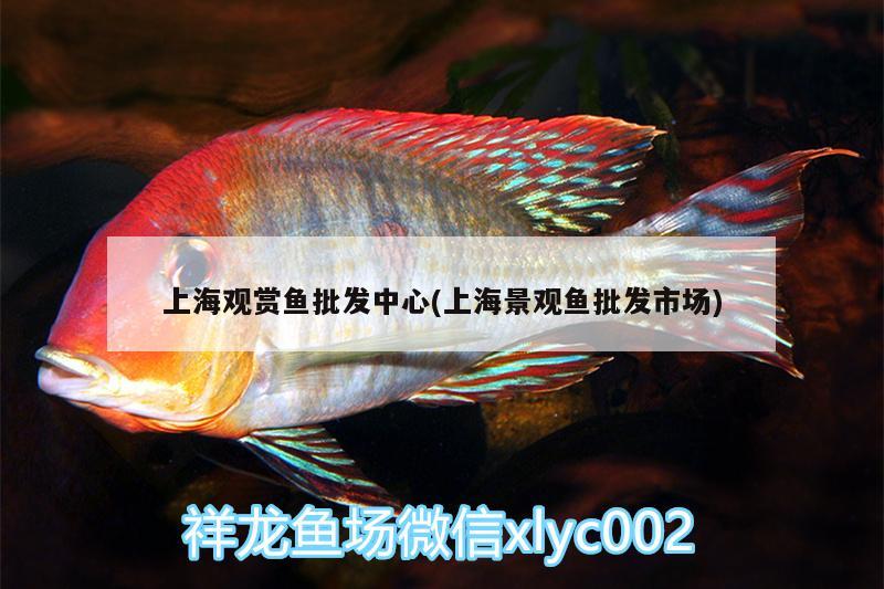 上海观赏鱼批发中心(上海景观鱼批发市场) 观赏鱼批发
