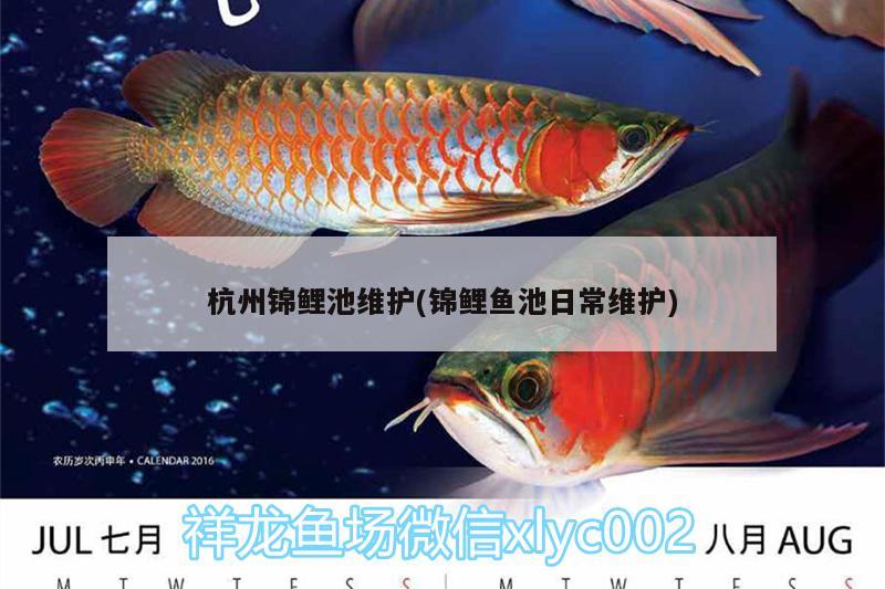 杭州锦鲤池维护(锦鲤鱼池日常维护) 玫瑰银版鱼