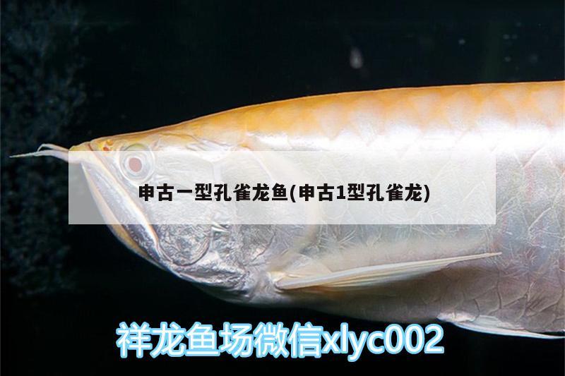 申古一型孔雀龙鱼(申古1型孔雀龙) 印尼小红龙