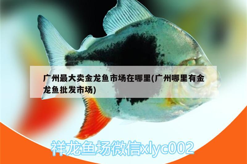 广州最大卖金龙鱼市场在哪里(广州哪里有金龙鱼批发市场) 龙鱼批发