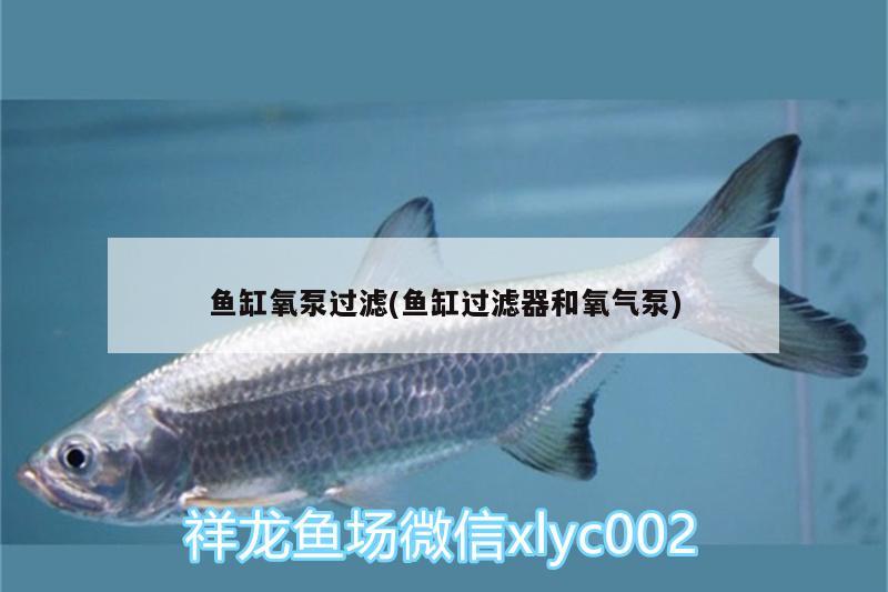鱼缸氧泵过滤(鱼缸过滤器和氧气泵) 赤荔凤冠鱼