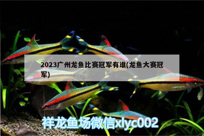 2023广州龙鱼比赛冠军有谁(龙鱼大赛冠军) 观赏鱼水族批发市场