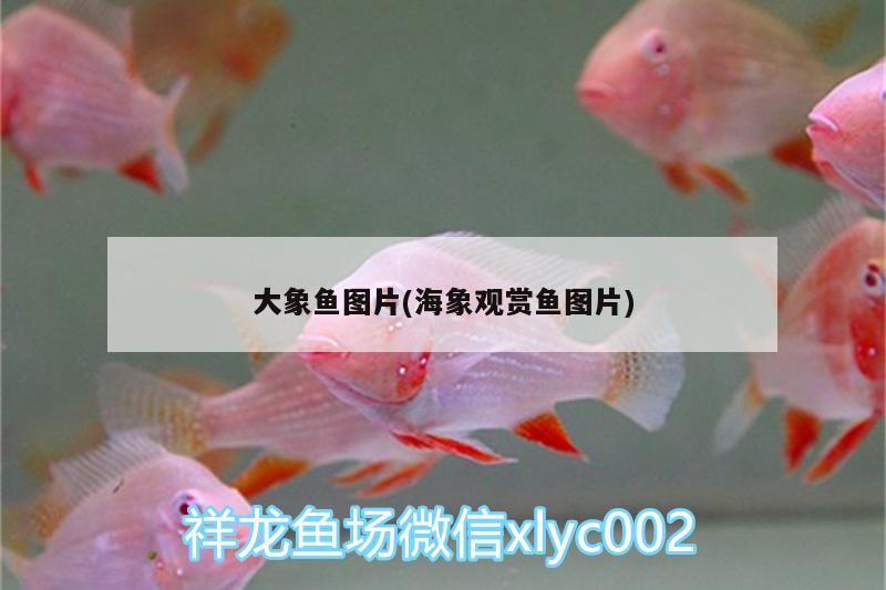 大象鱼图片(海象观赏鱼图片) 广州观赏鱼鱼苗批发市场 第2张