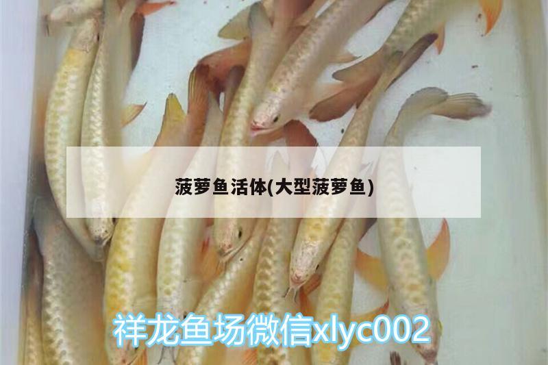 菠萝鱼活体(大型菠萝鱼)