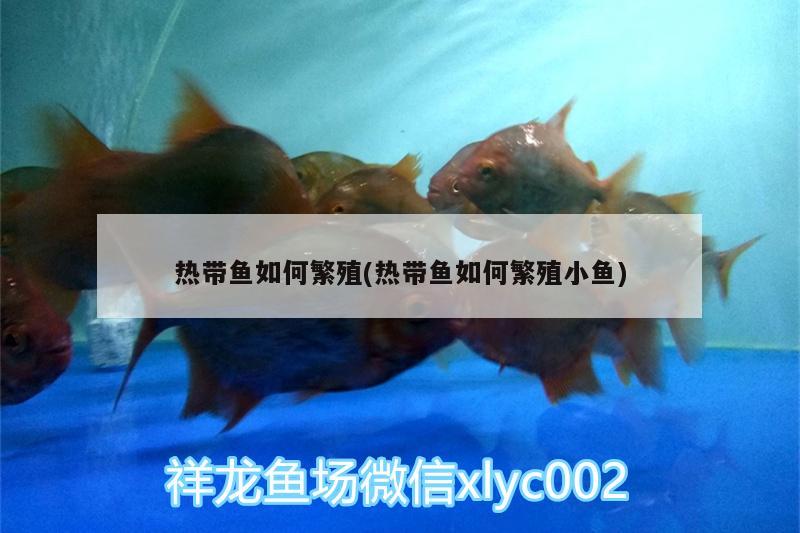热带鱼如何繁殖(热带鱼如何繁殖小鱼) 黄吉金龙（白子金龙鱼）