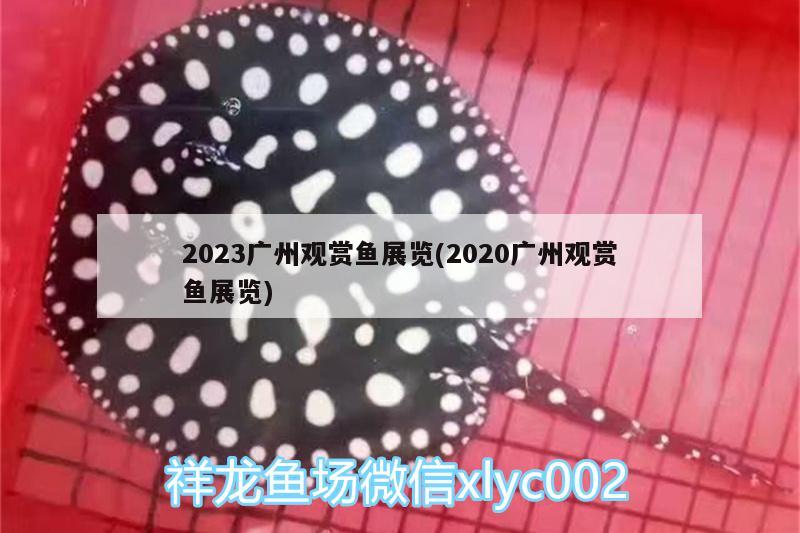 2023广州观赏鱼展览(2020广州观赏鱼展览)