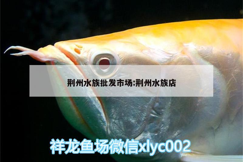 荆州水族批发市场:荆州水族店 观赏鱼水族批发市场