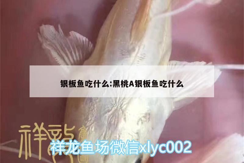 银板鱼吃什么:黑桃A银板鱼吃什么 古典过背金龙鱼 第2张
