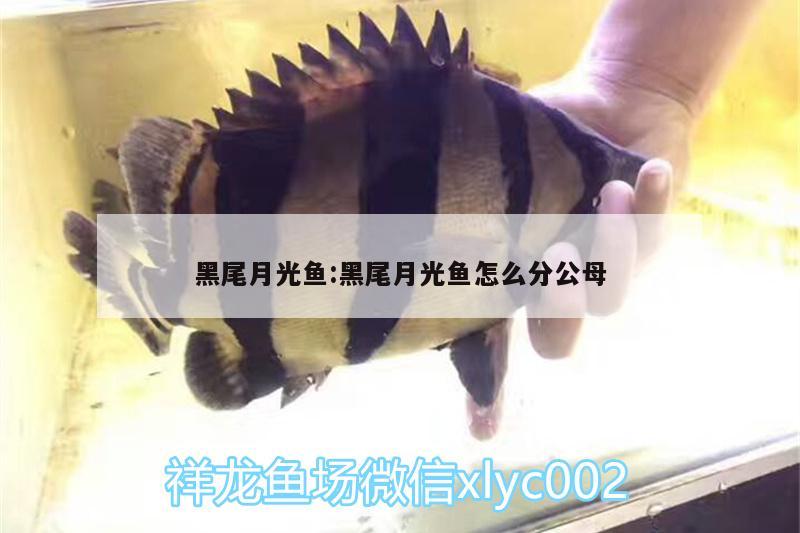 黑尾月光鱼:黑尾月光鱼怎么分公母 印尼红龙鱼