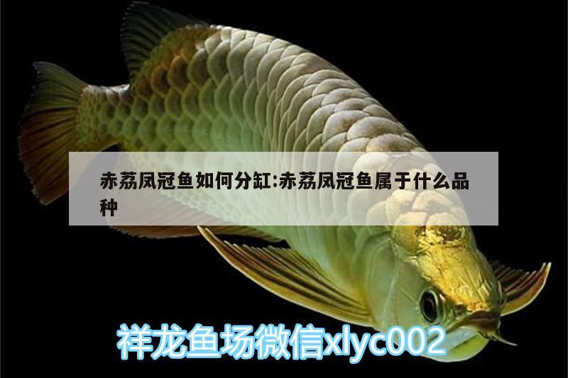 赤荔凤冠鱼如何分缸:赤荔凤冠鱼属于什么品种 赤荔凤冠鱼