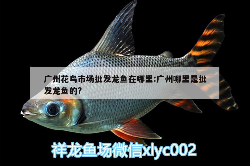 广州花鸟市场批发龙鱼在哪里:广州哪里是批发龙鱼的?