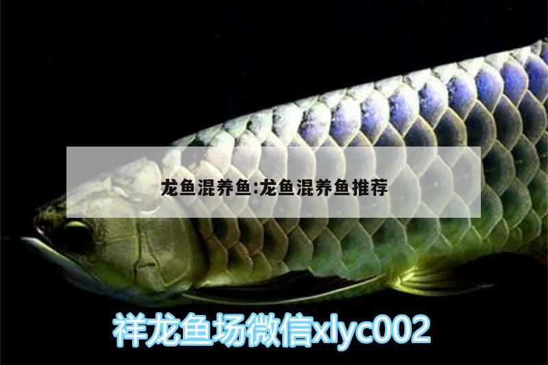 龙鱼混养鱼:龙鱼混养鱼推荐 广州观赏鱼批发市场