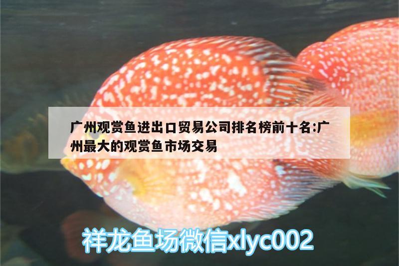 广州观赏鱼进出口贸易公司排名榜前十名:广州最大的观赏鱼市场交易 观赏鱼进出口