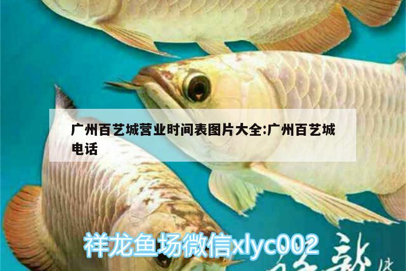 广州百艺城营业时间表图片大全:广州百艺城电话 招财战船鱼