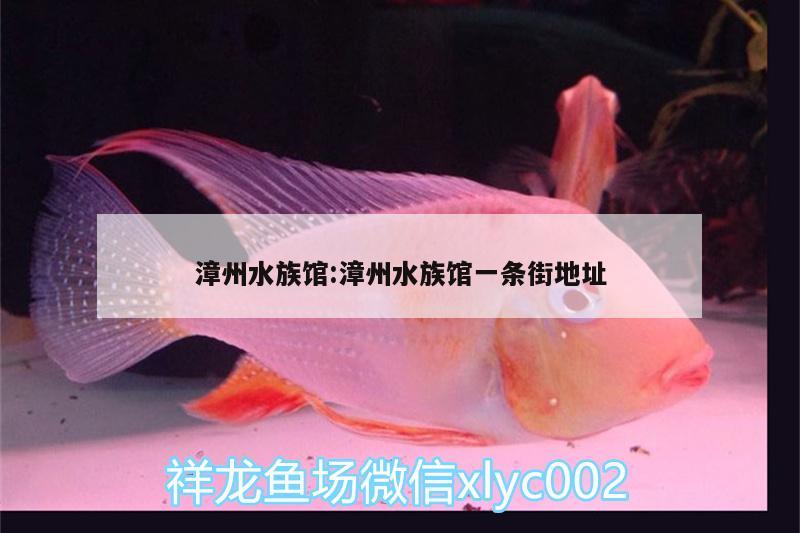 漳州水族馆:漳州水族馆一条街地址 申古三间鱼