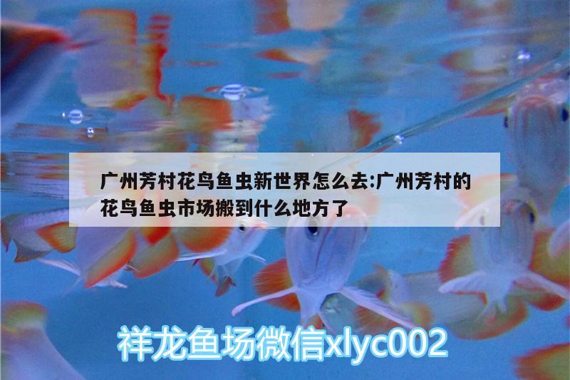 广州芳村花鸟鱼虫新世界怎么去:广州芳村的花鸟鱼虫市场搬到什么地方了 白子银版鱼