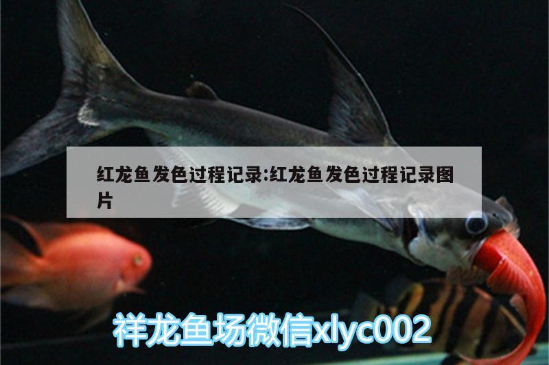 红龙鱼发色过程记录:红龙鱼发色过程记录图片 金龙福龙鱼