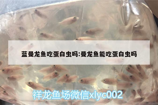蓝曼龙鱼吃蛋白虫吗:曼龙鱼能吃蛋白虫吗 虎鱼鱼苗