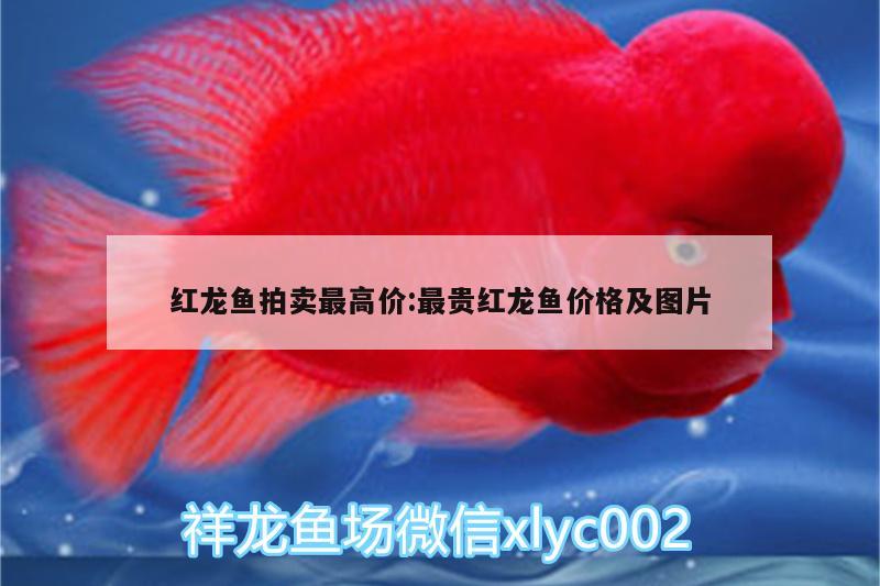 红龙鱼拍卖最高价:最贵红龙鱼价格及图片 短身红龙鱼