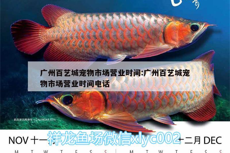 广州百艺城宠物市场营业时间:广州百艺城宠物市场营业时间电话 黄金河虎鱼