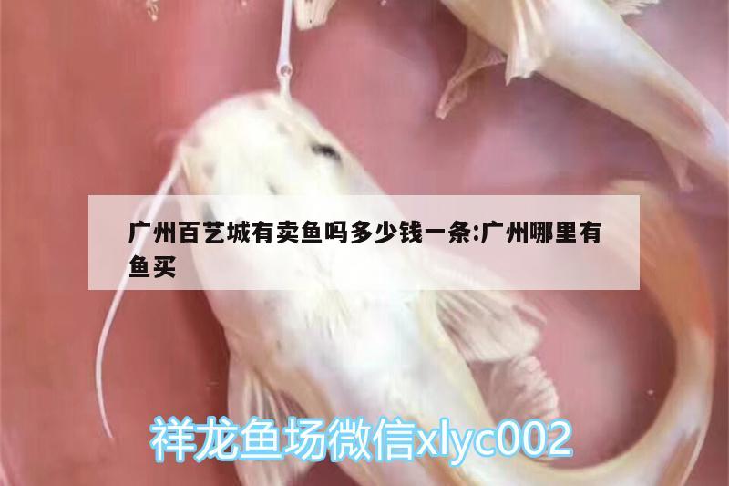 广州百艺城有卖鱼吗多少钱一条:广州哪里有鱼买 三间鼠鱼